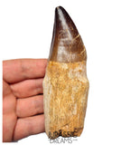 S351 - Huge Thalassotitan atrox (Largest known mosasaur species) Rooted Tooth - VISIBLE CARINA