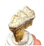 S369 - Gem Grade Huge Ice Age Cave Bear (Ursus spelaeus) Upper Molar Tooth (M2) - Pleistocene