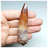 1197 - Gem Grade Spinosaurus aegyptiacus Dinosaur Tooth