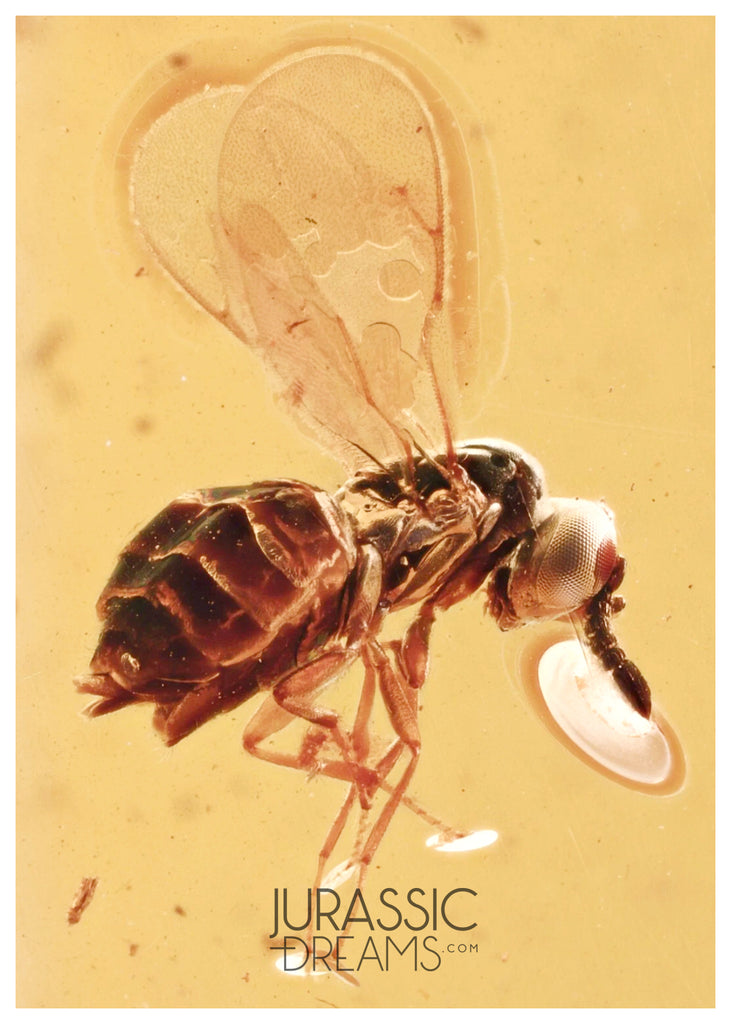 J12 - Great CHALCID WASP Chalcidoidea Fossil Inclusion Genuine BALTIC AMBER + HQ Picture