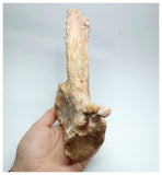 1144 - Amazing Complete Spinosaurus Dinosaur Caudal (Tail) Vertebra Bone Cretaceous KemKem