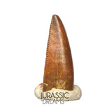 S313 - Rare Abelisaurid (cf Rugops sp) Premaxillary Dinosaur Tooth - Cretaceous KemKem Beds