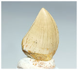 1183- Gem Grade Carcharodontosaurus saharicus Dinosaur Tooth