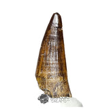 20181 - Large Partial Suchomimus tenerensis Spinosaurid Dinosaur Tooth