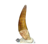 20027 - Gem Grade Large Suchomimus tenerensis Dinosaur Tooth - Lower Cretaceous IN CATAWIKI AUCTION NOW