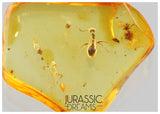 J30 - Great DOLICHODERUS Ant SCULPTURATUS Fossil Inclusion Genuine BALTIC AMBER + HQ Picture