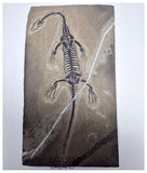 S227 - Large & Nicely Preserved Keichousaurus hui Early Triassic Marine Reptile