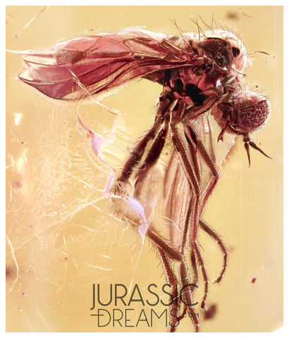 J18 - SUPERB Looking DAGGER FLY Empididae Fossil Inclusion Genuine BALTIC AMBER + HQ Picture