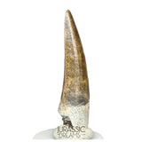 S62 - Finest Quality Suchomimus tenerensis Spinosaurid Dinosaur Tooth