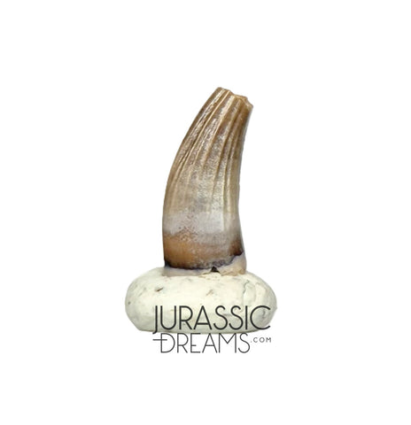 S70 - Exceedingly Rare Paronychodon caperatus (Troodontid Theropod) Dinosaur Tooth - Lance Fm