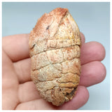 1116 - Coprolite with Digested Fish Scales from Icthyophagous Reptile-Dinosaur