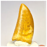 1410 - Nicely Preserved Carcharodontosaurus saharicus Dinosaur Tooth