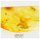 J11 - Great LARVAE Soft-Wing Flower Beetle MELYRIDAE Fossil Inclusion Genuine BALTIC AMBER + HQ Picture