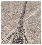 S124 - Superb Top Quality Juvenile Baby Keichousaurus hui Early Triassic Marine Reptile