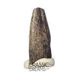 J336 - Rare Juvenile Spinosaurid Dinosaur (cf Suchomimus) Foot Claw - Elrhaz Fm