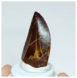 1021 - Gem Grade Carcharodontosaurus saharicus 1.25'' Dinosaur Tooth