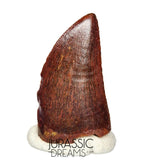 S132 - Gem Grade Carcharodontosaurus saharicus Dinosaur Tooth - KemKem Beds