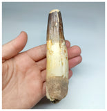 1190 -Amazing Large Fully Rooted Spinosaurus aegyptiacus Dinosaur Tooth