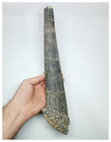 1168 - Museum Grade Unique Spicomellus afer Oldest Ankylosaurian Dinosaur Dermal Spike - El Mers Fm