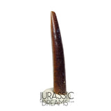 S63 - Top Rare Nigersaurus taqueti Sauropod Dinosaur Tooth