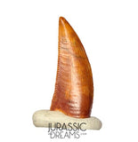 S272 - Gem Grade Abelisaurid (cf Rugops sp) Dinosaur Tooth - Cretaceous KemKem Beds