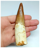 1146 -Amazing Large Spinosaurus aegyptiacus Dinosaur Tooth