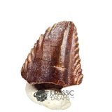 20019 -Exceedingly Rare Unidentified Basal Iguanodontian Dinosaur Tooth
