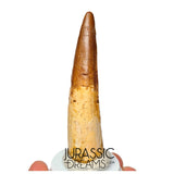 S231 - Large Rooted Spinosaurus aegyptiacus Dinosaur Tooth - Cretaceous KemKem Beds