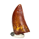 20048 - Gem Grade Carcharodontosaurus saharicus Dinosaur Tooth