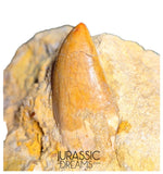J105 - Carcharodontosaurus saharicus Dinosaur Tooth Partially Rooted in Natural Matrix