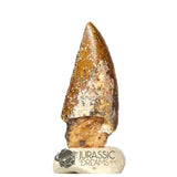 20414 - Nicely Preserved Kryptops palaios Abelisaurid Theropod Dinosaur Tooth