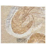 S321 - Nice Association of 2 Fossil Shrimps "Carpopenaeus sp" Mass Mortality Plate  - Cretaceous Lebanon