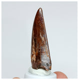 1017 - Nicely Preserved Carcharodontosaurus saharicus 1.96'' Dinosaur Tooth