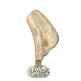 J118 - Top Rare Ornithocheirid Pterosaur Claw - Lower Cretaceous  Elrhaz Fm