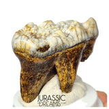 S306 - Gem Grade Huge Ice Age Cave Bear (Ursus spelaeus) Upper Molar Tooth (M2) - Pleistocene