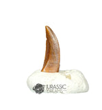 20359 - Nicely Preserved Kryptops palaios Abelisaurid Theropod Dinosaur Premaxillary Tooth