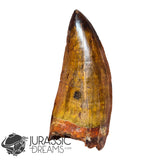 20009 - Gem Grade Carcharodontosaurus saharicus Dinosaur Premaxillary Tooth IN CATAWIKI AUCTION NOW
