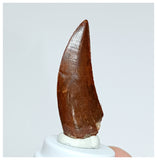 1019 - Gem Grade Carcharodontosaurus saharicus 1.69'' Dinosaur Tooth