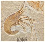 S245 - Top Association Fossil Shrimp Carpopenaeus sp + Sedenhorstia sp Fossil Fish - Cretaceous Lebanon