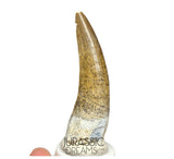 S80 - Nicely Preserved Suchomimus tenerensis Spinosaurid Dinosaur Tooth