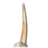 S487 - Nicely Preserved Ornithocheirid Pterosaur Tooth (cf Ornithocheirus sp) - Cretaceous Elrhaz Fm
