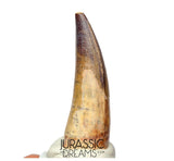 S189 - Nicely Preserved Sarcosuchus imperator Crocodile Tooth - Lower Cretaceous Elrhaz Fm