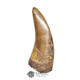 20121- Museum Grade Afrovenator abakensis Megalosaurid Dinosaur Tooth Jurassic Tiouraren Fm IN CATAWIKI AUCTION NOW