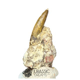 20143 - Nicely Preserved Suchomimus tenerensis Dinosaur Tooth in Natural Matrix