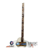 S276 - "NWA 14917" Diogenite Polymict Meteorite Large thick Slice HED Achondrite 26,4g