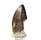 J425 - Tyrannosaur Dinosaur Tooth - Nanotyrannus sp - Late Cretaceous - Hell Creek Fm