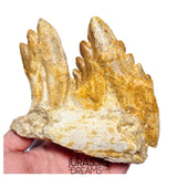 J526 - Huge Basilosaurid cf Pappocetus (Whale Ancestor) Molar Teeth in Partial Dentary Bone