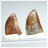 1196 - Set of 2 Juvenile Nicely Preserved Carcharodontosaurus saharicus Dinosaur Teeth