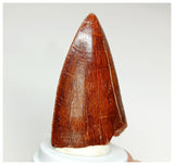 1074 - Gem Grade Carcharodontosaurus saharicus Dinosaur Tooth KemKem