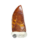 20312 - Gem Grade Carcharodontosaurus saharicus Dinosaur Tooth